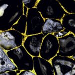 Simona Gold | 600x1200mm | High glossy Tiles